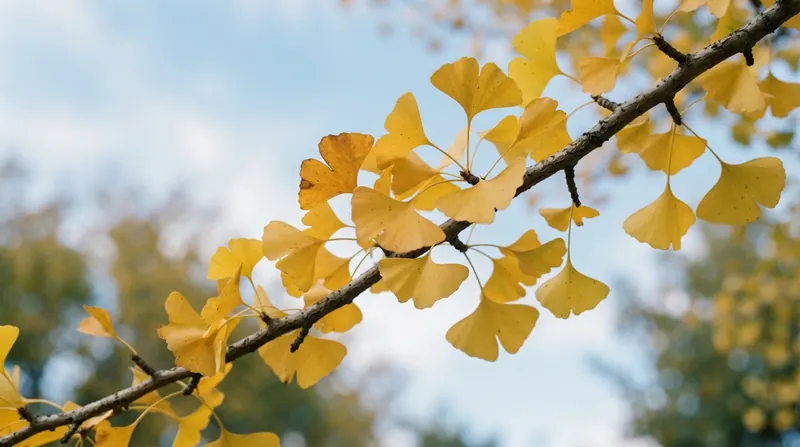 Golden ginkgo leaves on a branch in autumn
